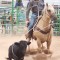 Greybull’s JT Collingwood competes in the calf roping competition during the Big Horn Rodeo Circuit Finals last Saturday afternoon in Thermopolis. Collingwood was named the men’s all-around cowboy for the BHRC. Kaluha Patterson