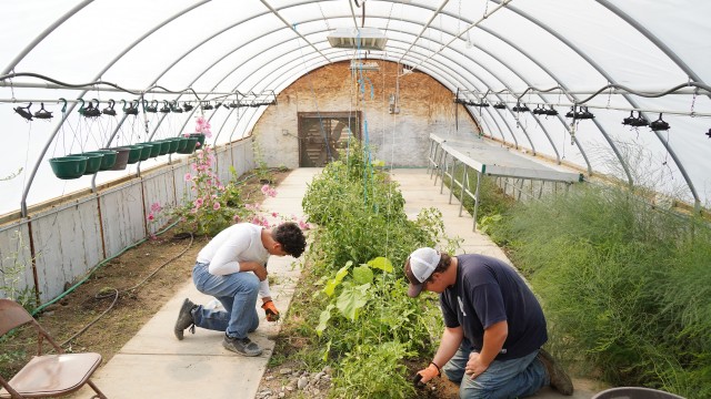 Jordi Araiza, left, and Jacob Shelley remove weeds in one of the greenhouses at the Buff Ranch on Monday morning. Lisa Kunkel