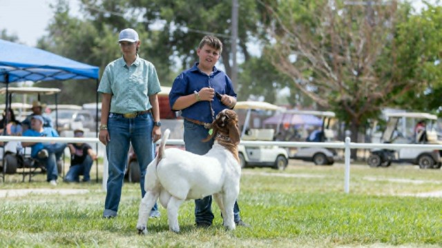 Theodore Edelman competes with his show goat. Edelman recently won two reserve championships at State Fair for his Boer buck. Courtesy Photo